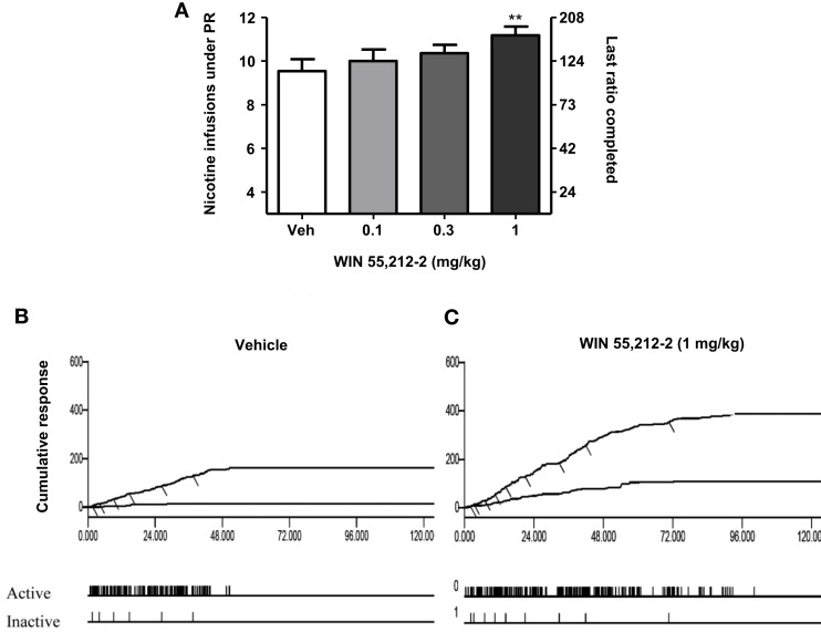 Effects of the stimulation of cannabinoid receptors on motivation for nicotine. In (A), effects of pre-treatment with WIN 55,212-2 [0.1–1 mg/kg, IP 15 min pre-treatment time (PTT)] on nicotine (0.03 mg/kg/infusion) self-administration under a progressive-ratio schedule. Data are expressed as means (±SEM) of the number of infusions obtained during the 4-h sessions. **p < 0.01 vs. vehicle pre-treatment (Dunnett’s test after significant ANOVA for repeated measures N = 9). In (B,C), individual representative cumulative responses on the active and inactive levers during nicotine self-administration under progressive-ratio schedule in rats pre-treated with vehicle (B) or 1 mg/kg WIN 55,212-2 (C). Each short upward mark on the cumulative lever-press records indicates one nicotine infusion. Break-point values are indicated and the pattern of response across time on active and inactive levers is provided below. The figure and its caption have been reproduced with permission from Ref. (89).