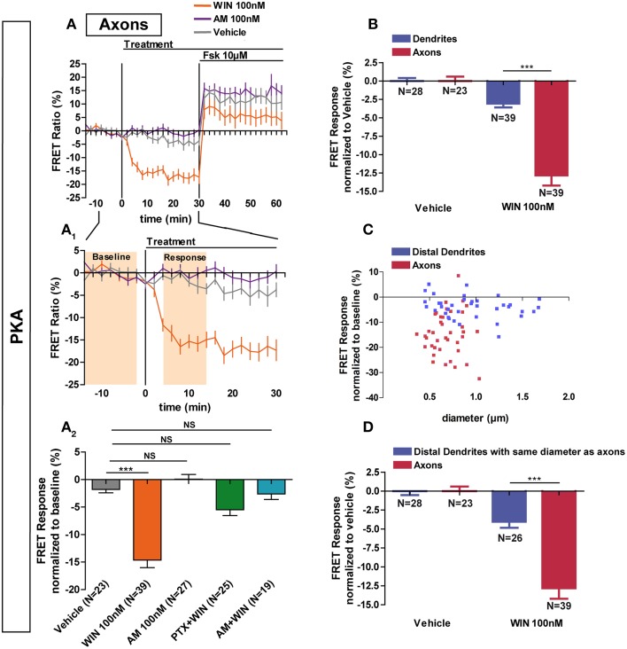 Axonal CB1R signaling differs from dendritic signaling. (A) Averaged axonal responses of AKAR4-Kras expressing neurons, as shown on Figures 1E,F. The FRET ratio normalized to baseline was calculated for each neuron with a time-resolution of 2 min. The curves represent mean ± S.E.M. of the FRET ratio for all imaged neurons at each time point. Addition of agonist WIN 100 nM but not of vehicle or inverse-agonist AM281 100 nM (AM) at t0 results in rapid high-amplitude FRET ratio decrease. At 30 min, adenylyl-cyclase activator Forskolin (Fsk) was added at 10 μM, inducing a saturating increase of the FRET ratio. A1: Zoom between −t14 and t30 of A shows significant modulation of basal PKA activity after activation of CB1Rs. A2: FRET responses were calculated as the mean response between t4 and t14 min (shaded zone labeled “Response” on A1), using data normalized to the baseline (shaded zone between −t14 and −t2, labeled “Baseline” on A1). Implication of Gi/o-proteins was shown by the specific inhibitor pertussis toxin (PTX), applied overnight at 100 ng/mL before the beginning of the experiment. The WIN effect was CB1R-induced as shown by pre-treatment with the CB1R-specific antagonist AM281 (1 μM, 3 h before the beginning of the experiment). (B) Vehicle-normalized FRET response to WIN is significantly stronger in axons than in dendrites. (C) Individual FRET responses in axons and distal dendrites are represented in function of their respective diameter. For each group (distal dendrites and axons), a Pearson correlation test was calculated showing no correlation between FRET response and diameter (rdistal dendrites = −0.065 and raxons = 0.03649). (D) Distal dendrites having the similar diameter than axons still display significantly weaker vehicle-normalized FRET responses to WIN compared to axons. Data information: Data are expressed as means ± S.E.M.; Statistical analysis was realized with one-way ANOVA followed by Newmann-Keuls post-test (A2) or unpaired t-test (B,D); NS p > 0.05, ***p < 0.001.