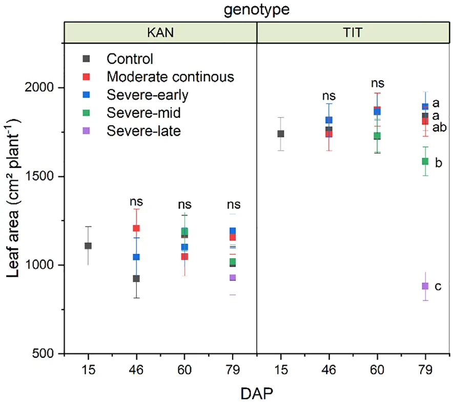 Grouped bar chart comparing leaf area across two genotypes, KAN and TIT, at four stages (DAP 15, 46, 60, 79), with five treatments: control, moderate continuous, severe-early, severe-mid, and severe-late. KAN shows similar leaf area for all treatments at each stage, labeled “ns” for not significant. TIT shows significant decreases at DAP seventy-nine, with severe-mid and severe-late having notably lower leaf areas, labeled “b” and “c.” Error bars indicate variability. Legend identifies treatments by color.
