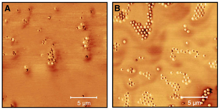 AFM phase images (20 × 20 μm) of microgel particles loaded with CBD (cCBD = 25 mg/mL) in water (A) and after the release of CBD in water (with removed supernatant and redispersion in water) (B). The images were recorded at room temperature in the dried state on PEI-coated silicon wafers.