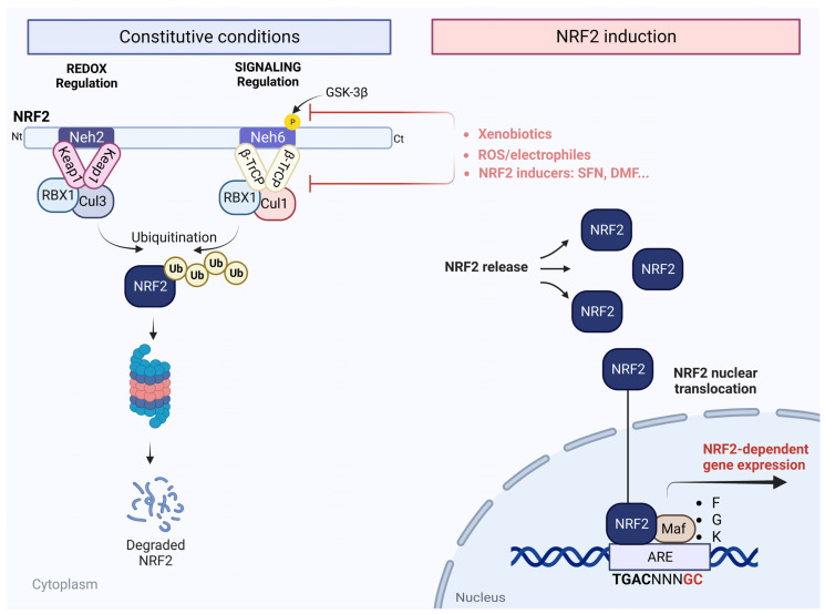 Scheme of the NRF2 signaling pathway. Dual-regulation model of NRF2 signaling. Neh2 and Neh6 domains of NRF2 participate in NRF2 degradation in response to redox and electrophile changes (KEAP1) and to signaling kinases, respectively. The Neh2 domain binds to the E3 ligase adapter KEAP1, which presents NRF2 for ubiquitination to the CUL3/RBX1 complex. The Neh6 domain requires previous phosphorylation by GSK-3β to bind to the E3 ligase adapter β-TrCP and subsequent ubiquitination by the CUL1/RBX1 complex. NRF2 signaling is activated in the presence of xenobiotics, reactive oxygen species (ROS)/electrophiles, or compounds like sulforaphane (SFN) or dimethyl fumarate (DMF) by the release from KEAP1 or β-TrCP binding and is translocated to the nucleus and binds to ARE consensus sequences, which allows for the activation of NRF2-dependent genes.