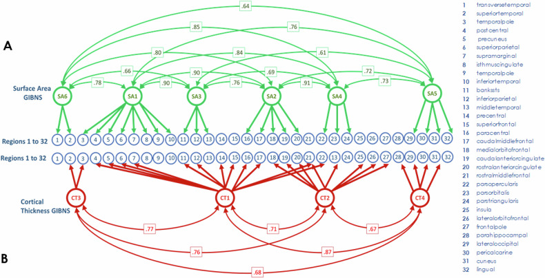 Graph of genomic structural equation modeling (gSEM) results.The blue circles, numbered from 1 to 32, represent the cortical surface area (SA) and cortical thickness (CT) of regions defined by the Desikan–Killiany atlas in the figure legend. Two separate gSEMs were carried out on A Latent SA variables, indicated by green circles, representing the genetic contributions from regional SA, which are specified by thick green lines and arrows. Thin green lines connect genetically related SA variables with their genetic correlation strength (rg) indicated in green boxes. B Latent CT variables, indicated by red circles, represent the genetic contributions from regional CT, which are specified by thick red lines and arrows. Thin red lines connect genetically related CT variables with their genetic correlation strength (rg) indicated in red boxes. SA surface area, CT cortical thickness, GIBN genetically informed brain network.