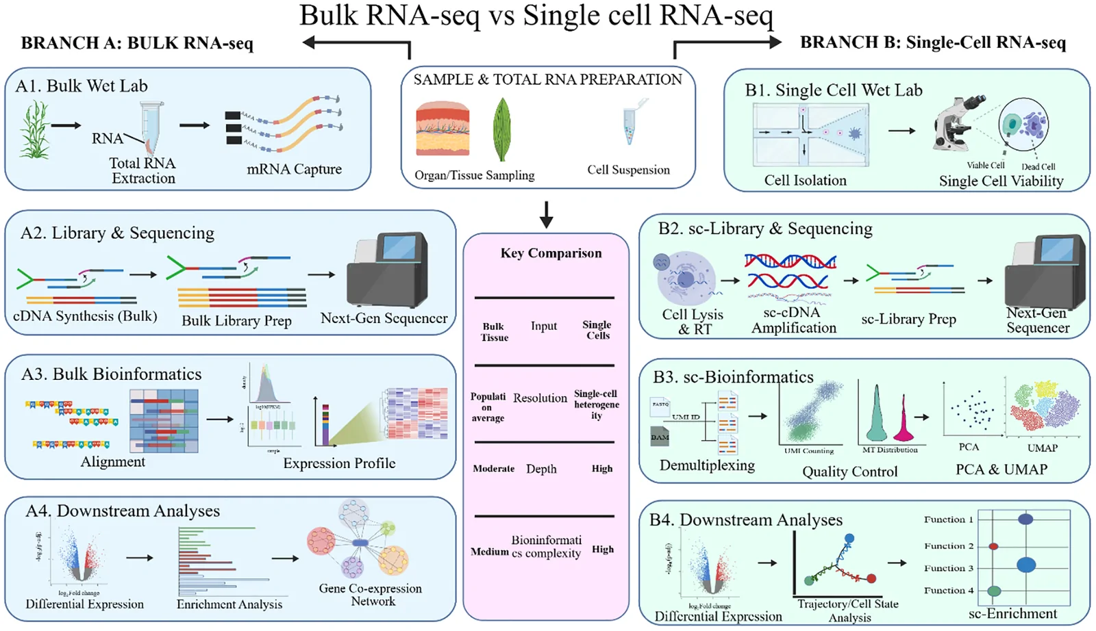 Comparison flowchart visually contrasts bulk RNA sequencing and single-cell RNA sequencing workflows, depicting parallel steps for wet lab, library preparation, sequencing, bioinformatics, and downstream analyses, with a central panel summarizing key differences in input type, resolution, and complexity.
