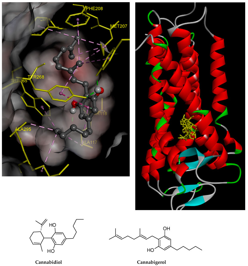 CBD and CBG overlap at the active site of NK3R. The higher affinity of CBG is related to the higher number of hydrogen bonds and pi–pi interactions of CBG with NK3R.