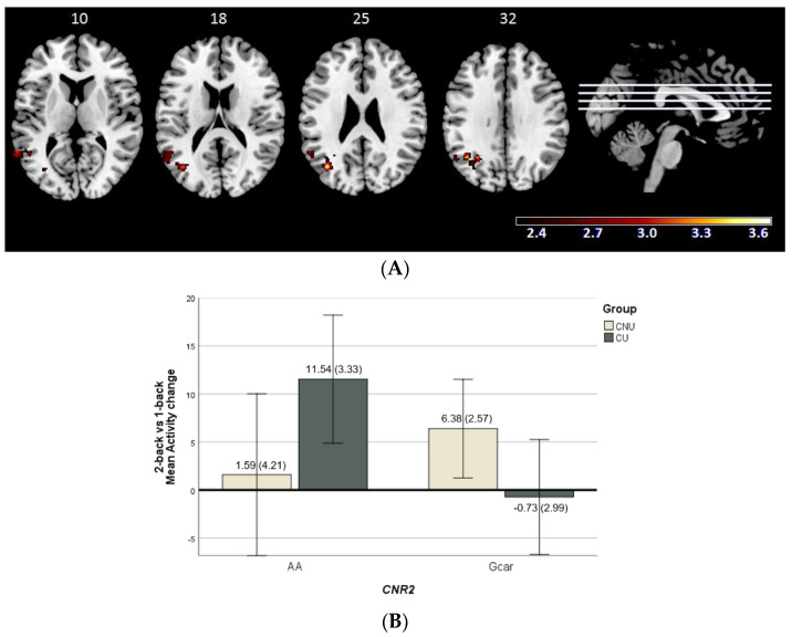 (A) Brain regions included in the cluster showing significant cannabinoid receptor type 2 gene (CNR2, rs2501431) × cannabis use interaction (CNU–cannabis non-users; CU–cannabis users) in the 2-back vs. 1-back contrast. The right side of the image represents the right side of the brain. Montreal Neurological Institute (MNI) coordinates are given for the shown slice. Units of the bar are β values from the regression model standardised to Z scores. (B) Bar plot showing marginal means of the mean activity change values (± 2SE) for the significant cluster where CNR2 × cannabis use interaction is detected in the 2-back vs. 1-back contrast.