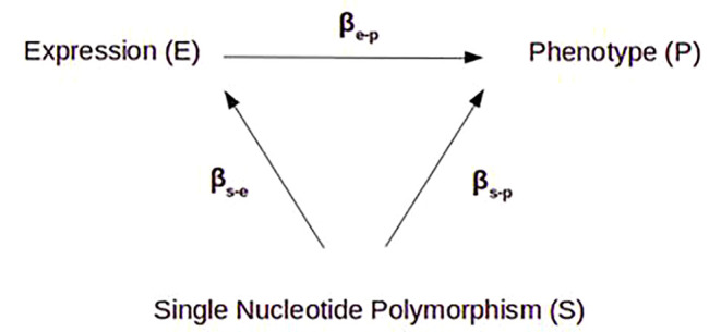 Principle of Mendelian randomization. In a purely causal model, the variation of gene expression (e) is fully determined by an eQTL SNP (s), which itself has no effect (β) on phenotype (p) except through that gene’s expression, so βs-e x βe-p = βs-p. By identifying the different β, we can estimate the effect of gene expression on the phenotype (explained variance), free of other potential confounding factors.