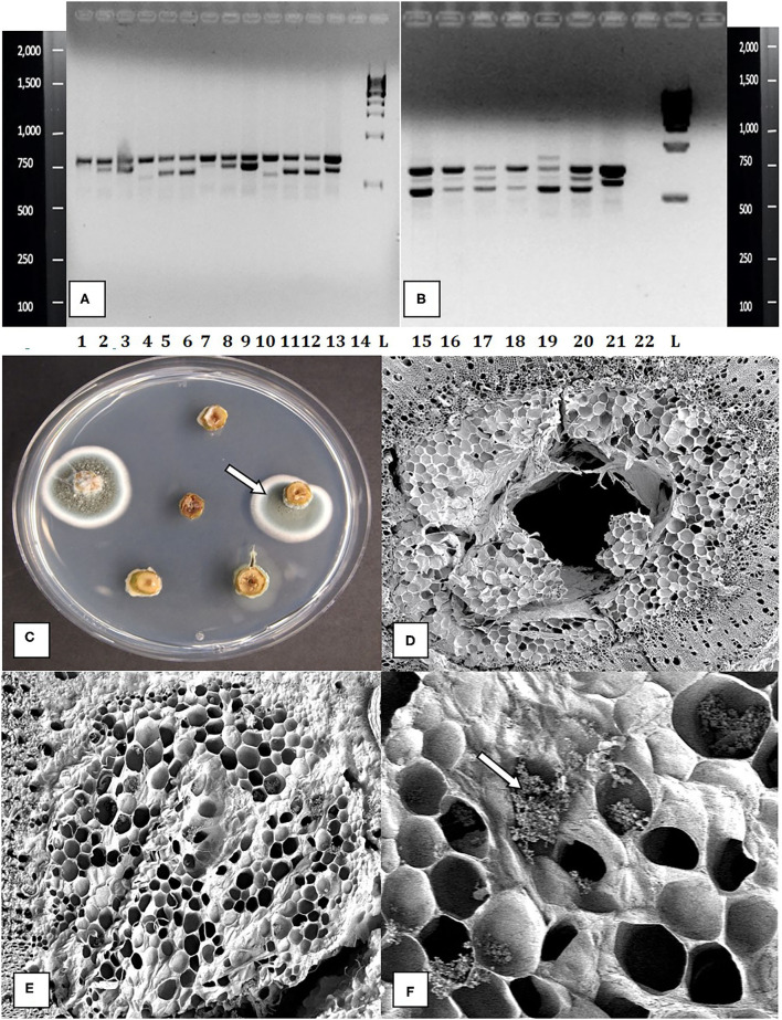 Molecular detection and identification of tissue culture contaminants. (A,B) PCR detection of fungal DNA present in naturally contaminated nodal explants. Upper bands at 750 bp size are plant DNA. Lower bands at ca. 650 bp are fungal DNA. These bands were cut and sequenced to determine the corresponding fungus present. Lanes 1–13 (lower bands) are as follows: clean, Simplicillium lasoniveum, Trichoderma harzianum. Clean, Beauveria bassiana, Fusarium oxysporum. Clean, Trametes versicolor, Lecanicillium fungicola, Chaetomium globosum, F. oxysporum, F. oxysporum, L. fungicola. Lane 14 = water control. L = molecular weight standards. Lanes 15–21 (lower bands) = Penicillium chrysogenum, Penicillium copticola, C. globosum, Penicillium olsonii, P. olsonii, T. versicolor. Lane 22 = water control, L= molecular weight standards. (C) Growth of Penicillium colonies emerging from the center of pith tissues in cut nodal segments. (D) Cross-section of a cannabis nodal stem explant showing the central pith surrounded by pith cells. (E) Close-up of pith cells as viewed in the scanning electron microscope. (F) Magnified view of pith cells in the scanning electron microscope showing fungal sporulation inside pith cells, likely of Penicillium sp. (arrow).