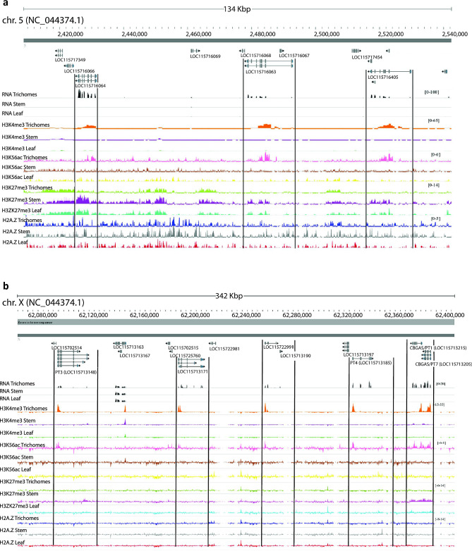 Specialised metabolism gene clusters have glandular trichome histone marks and gene expression. (a) Monoterpene synthase gene cluster (cluster no. 17) shows glandular trichome specific enrichment of H3K4me3 and H3K56ac chromatin and corresponding gene expression in LOC115716064 limonene synthase, LOC115716063 myrcene synthase, and LOC115716405 myrcene synthase and inverse depletion and expression in leaf and stem datasets with corresponding H3K27me3 enrichment in stem and leaf datasets. (b) A 342 Kbp region of X chromosome containing putative novel cannabigerolic acid synthase/ prenyltransferase gene cluster. This had histone marks H3K4me3 and H3K56ac specifically in glandular trichomes, conducive to gene expression, and corresponding trichome specific expression of PT3 (LOC115713148), LOC115713171, LOC115722991, PT4 (LOC115713185), CBGAS/PT1 (LOC115713215), and CBGAS/PT7 (LOC115713205)