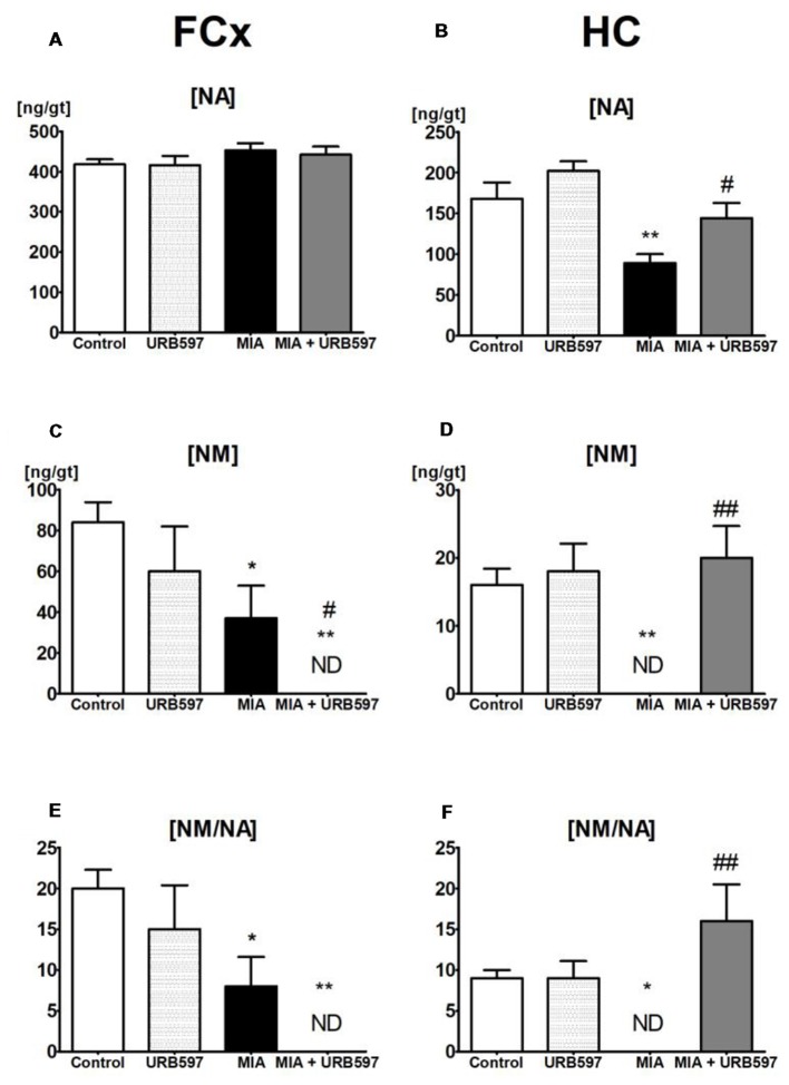 The effect of URB597 on OA-produced decreases in noradrenergic neurotransmission in the investigated brain structures; (A,C,E) FCx and (B,D,F) HC. Samples were collected 28 days after OA induction, 1 h after i.p. administration of URB597 or vehicle. Data are presented as the mean ± SEM and represent normalized averages derived from 6 to 10 samples for each group. The results were analyzed by means of one-way ANOVA, followed by Duncan’s post hoc tests. Statistical significance: *P < 0.05, **P < 0.01 vs. Control group; #P < 0.05, ##P < 0.01 vs. OA group. One-way ANOVA indicated a significant effect of OA on the rate of noradrenaline (NA) metabolism in FCx (F(3,22) = 5.69; P < 0.004) and HC (F(3,22) = 6.88; P < 0.001); NM concentration in FCx (F(3,22) = 5.66, P < 0.004) and HC (F(3,22) = 8.92, P < 0.0004) and NA concentration in the HC (F(3,22) = 9.99, P < 0.0002).