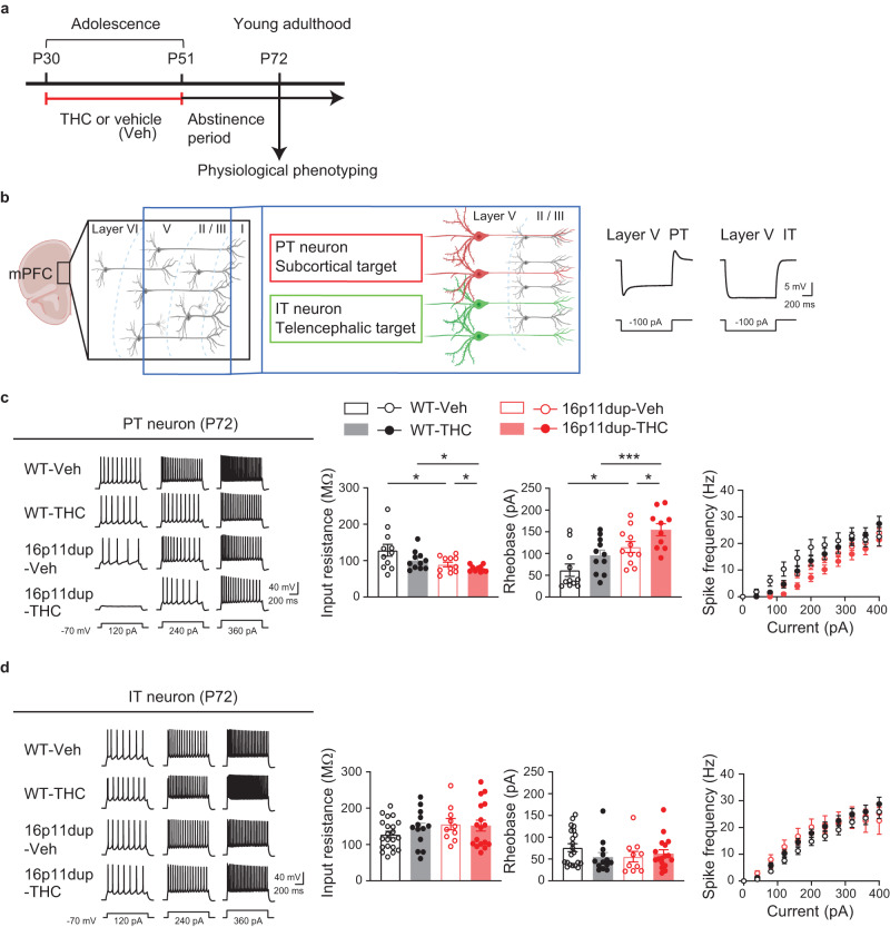 Synergistic reduction in intrinsic excitability in PT neurons produced by adolescent THC and 16p11dup.a Schematic diagram of the adolescent THC treatment protocol. b (Left) Schematic structure of multiple layers of the mPFC. Pyramidal tract (PT, red) and intra-telencephalic (IT, green) neurons in layer 5 of the mPFC are depicted. (Right) Representative voltage traces elicited by applying −100 pA current steps. These traces show typical hyperpolarizing responses of PT and IT neurons. c (Left) Representative voltage traces recorded from PT neurons in response to current step injections. (Right) The intrinsic excitability assessed by measurement of input resistance (left), rheobase (middle), and spike frequency (right). WT-Veh (n = 11 cells in 6 mice), WT-THC (n = 11 cells in 7 mice), 16p11dup-Veh (n = 11 cells in 6 mice), and 16p11dup-THC (n = 10 cells in 5 mice). d (Left) Representative voltage traces recorded from IT neurons in response to current step injections. (Right) The intrinsic excitability assessed by measurement of input resistance (left), rheobase (middle), and spike frequency (right). WT-Veh (n = 21 cells in 8 mice), WT-THC (n = 13 cells in 7 mice), 16p11dup-Veh (n = 10 cells in 6 mice), and 16p11dup-THC (n = 17 cells in 7 mice). c ***p < 0.001, **p < 0.01, *p < 0.05 (p values are (Left) WT-Veh versus 16p11dup-Veh: p = 0.0395, WT-THC versus 16p11dup-THC: p = 0.0394, 16p11dup-Veh versus 16p11dup-THC: p = 0.0406, (Right) WT-Veh versus 16p11dup-Veh: p = 0.0463, WT-THC versus 16p11dup-THC: p = 0.0004, 16p11dup-Veh versus 16p11dup-THC: p = 0.0368), determined by two-way ANOVA with post hoc Tukey test. Each symbol represents one cell. Data are presented as the mean ± s.e.m.