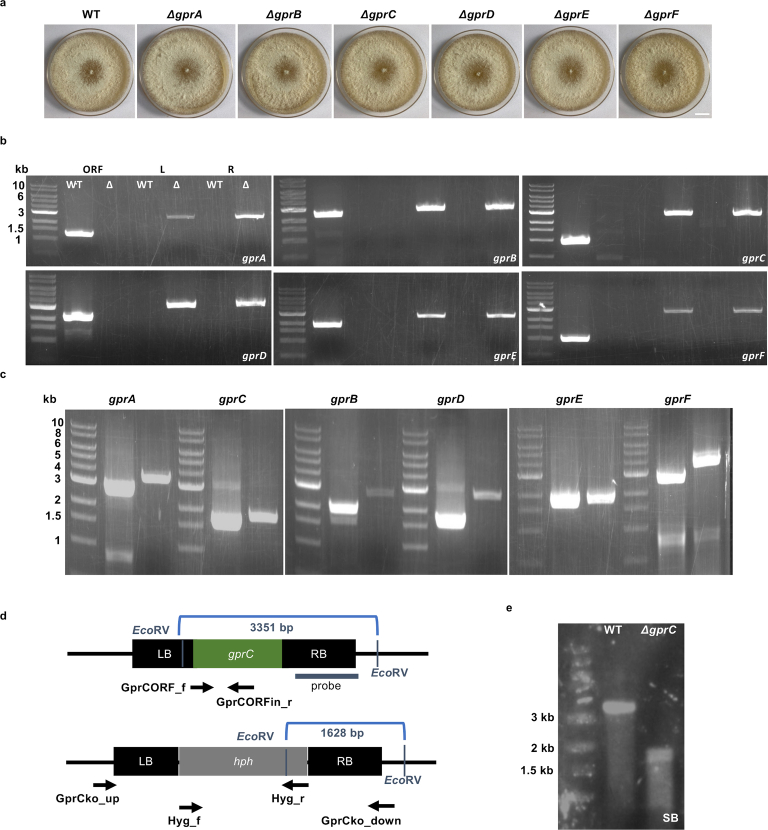 Deletion of six GPCR genes in A. flagrans.(a) Colonies of WT and gprA-F-deletion strains. Scale bar, 1 cm. (b) Confirmation of mutants by PCR. ORF fragments were amplified with primers of gprX ORF_f and ORF_r (or ORFin_r), L (left flanking borders) with ko_up_for (or ex_for) and hyg_rev, and R (right flanking borders) with hyg_for and ko_down_rev (or ex_rev). PCR gel pictures are representative of three independent repeats. (c) Confirmation of mutants by PCR. Left lanes show bands from the WT strain and right ones from the corresponding mutants. Fragments of gprA were amplified with primers of gprA_ex_for and gprA_ex_rev, gprB with gprB_ex_for and gprB_orf_rev or hyg_rev, gprC with gprCORF_for, gprCORF_rev, hyg_for and hyg_rev, gprD with gprD_ex_for and gprD_orf_rev or hyg_rev, gprE with gprEORF_for, gprEORF_rev, hyg_for and hyg_rev, gprF with gprF_ex_for and gprF_ex_rev. PCR gel pictures are representative of three independent repeats. (d) Scheme of the deletion strategy of gprC. Arrows and the dark blue line indicate the used oligonucleotides for PCR and the probe for the Southern blot. (e) Southern blot analysis of WT and the ∆gprC mutant. Genomic DNA was digested with EcoRV and the blot hybridized with the probe indicated in (d). The blot is representative of three independent repeats.