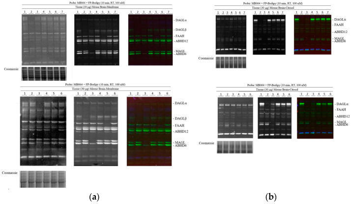 Activity-based protein profiling of some of the main enzymes of the endocannabinoid system in the mouse brain, either in membrane fractions (a) or in cytosolic fractions (b). The samples are in the following order: control (DMSO), DH376, ABX1431, DO264, PF04458745, Raltegravir and Methotrexate (top panels); control (ethanol), DH376, ABX1431, DO264, PF04458745 and Miltefosine (bottom panels).