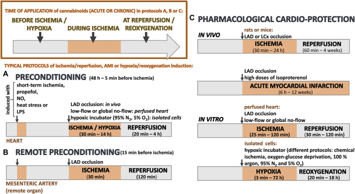 A schematic representation of typical protocols for ischemia, hypoxia or acute myocardial infarction (AMI) that have been used to examine whether (endo)cannabinoids have cardioprotective effects during various preconditioning strategies (A, B) or when administered to assess their pharmacological effects (C). At the top of the image (left part), the time of application displays different approaches to administer (endo)cannabinoids. For results, see Tables 1-5. LAD, left anterior descending artery; LCx, left circumflex coronary artery; NO, nitric oxide; LPS, lipopolysaccharide.