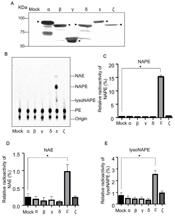 Metabolic labeling of cPLA2-expressing cells with [14C]ethanolamine. HEK293 cells were transfected with the insert-free vector (Mock) or the expression vector harboring cDNA for the indicated cPLA2 isoforms tagged with FLAG. Their expressions were confirmed by Western blotting using anti-FLAG antibody (A). Arrowheads indicate the positions of the deduced molecular mass of each isoform. The cells were metabolically labelled with [14C]ethanolamine, followed by the treatment with ionomycin. Total lipids were then analyzed by TLC (B). The positions of the origin and authentic compounds are shown. The relative radioactivities of NAPE (C), NAE (D), and lysoNAPE (E) are shown (mean values ± S.D., n = 3). * p < 0.05.