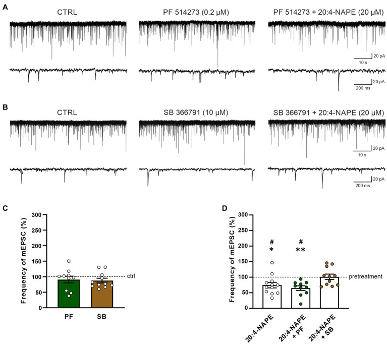 Effect of CB1 and TRPV1 antagonists application on 20:4-NAPE-induced inhibition of mEPSC frequency under inflammatory conditions. (A,C) CB1 antagonist PF 514273 (0.2 μM) application did not change the mEPSC frequency (n = 10). Subsequent co-application of 20:4-NAPE (20 μM) and PF 514273 (0.2 μM) induced strong inhibition (D). (B,C) The frequency of mEPSC did not change during the application of TRPV1 antagonist SB 366791 (10 μM, n = 11). Subsequent co-application of 20:4-NAPE (20 μM) and SB 366791 (10 μM) also did not change the mEPSC frequency significantly (n = 11). (D) Data expressed as a percentage of pretreatment show that SB 366791 application (n = 11) prevented the 20:4-NAPE-induced (n = 12) inhibitory effect on mEPSC frequency under the inflammatory conditions, while PF 514273 did not (n = 10, *p < 0.05, **p < 0.01 versus pretreatment (100%) Wilcoxon signed rank test; #p < 0.05 vs. co-application of SB 366791 + 20:4-NAPE, one-way ANOVA with Tukey post hoc test).