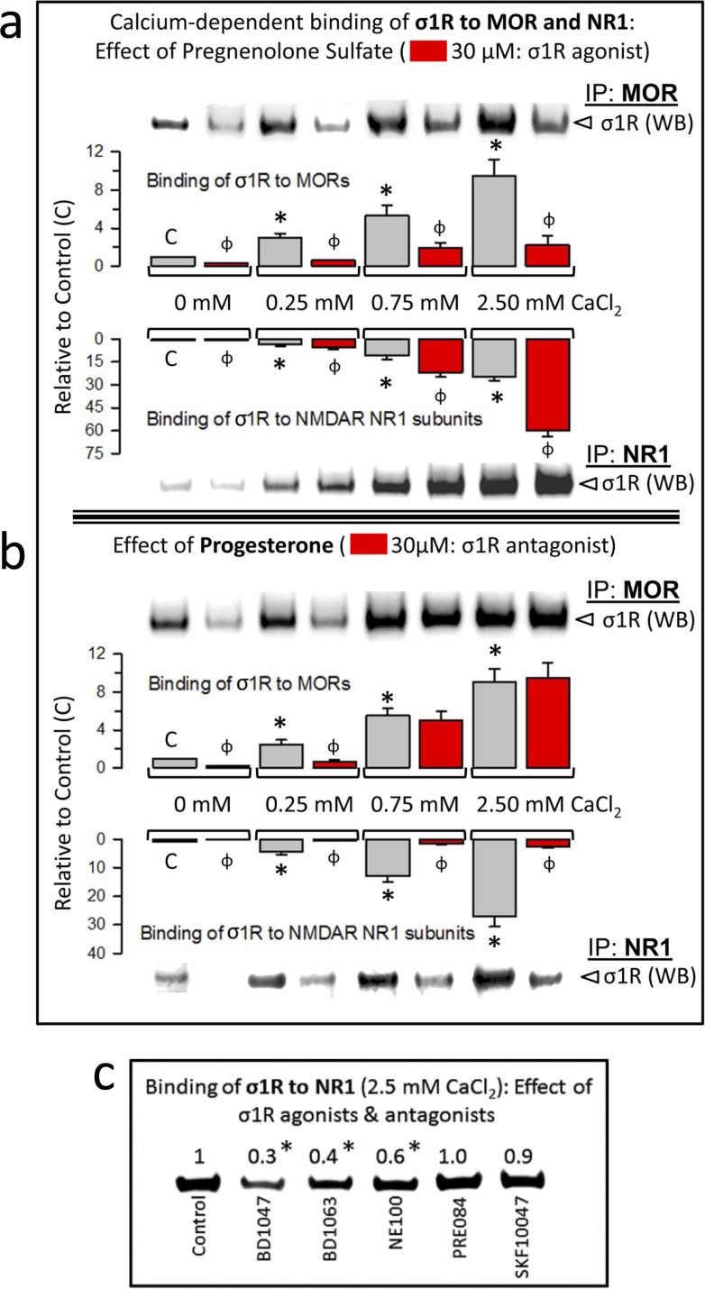 Calcium-dependent binding of σ1Rs to MORs and NR1 subunits: Influence of σ1R regulationa. The σ1R agonist pregnenolone sulfate stabilizes the σ1R-NR1 interaction while diminishing σ1R binding to MORs. The recombinant MOR, NR1 C0-C1-C2 and σ1R were used at 100 nM. The assay was performed in the presence of increasing amounts of calcium chloride (0, 0.25, 0.75, 2.5 mM). Bait proteins (GST-NR1 C0-C1-C2 and GST-MOR) were immobilized by covalent attachment to NHS-activated Sepharose. Prey proteins alone did not bind either to the NHS-Sepharose or to the recombinant GST (negative controls). The pellets obtained were processed as described to determine σ1Rs in Western blots (see the Methods section). The bars are the mean ± S.E.M of three independent assays. Effect of calcium. For each interaction of σ1R, MOR-σ1R and NR1-σ1R, the effects of increasing calcium availability are shown relative to the data obtained in the absence of calcium control group (C): arbitrary value of 1): *Significant differences, ANOVA (DF = 11), Dunnett multiple comparisons vs control group, p < 0.05. Effects of σ1R agonism (bars in red). These effects are indicated for each interaction of σ1R and calcium concentration studied: ɸ significant difference between the paired groups at each calcium concentration studied, with and without the sigma ligand; ANOVA (DF = 23) all pairwise Holm-Sidak multiple comparison test, p < 0.05. b. While diminishing σ1R binding to NR1 subunits, Progesterone, a σ1R antagonist, has a calcium-dependent effect at σ1R-MOR complexes. Details as in (a). c. Effect of exogenous (synthetic) ligands of σ1Rs on the NR1-σ1R complex: agonists, PRE084 and SKF10047; antagonists, BD1047, BD1063 and NE100. *Significantly different from the control group that received saline instead of the σ1R ligand; ANOVA (total DF = 11), Dunnett multiple comparisons vs control group, p < 0.05.