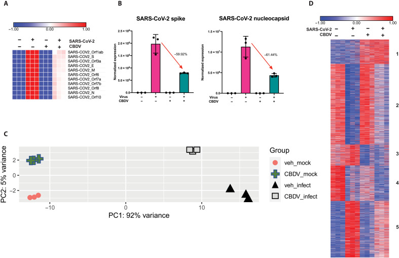 Changes in viral and host cell transcription following SARS-CoV-2 infection or CBDV treatment.A549-ACE2 cells were infected with SARS-CoV-2 at an MOI of 3 with or without CBDV treatment at 10 μM for 24 hours. RNA-seq was performed as described in Materials and Methods. (A) Heatmap of relative levels of SARS-CoV-2 genes from the RNA-seq samples. (B) Expression levels of SARS-CoV-2 spike and nucleocapsid genes. Percent expression level changes for genes from infected cells compared to cells infected and CBD treated are indicated for each gene. (C) PCA of RNA-seq data showing control (veh_mock), SARS-CoV-2–infected (veh_infect), CBDV-treated (CBDV_mock), and SARS-CoV-2–infected plus CBDV–treated (CBDV_infect) samples. The first and second principal components (PC1 and PC2) of each sample are plotted. (D) Heatmap of normalized expression levels of 5000 most variable genes across all RNA-seq samples, clustered into six groups based on differential expression between treatment conditions.