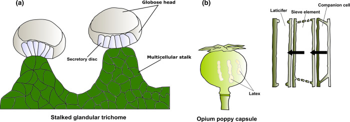 Site of specialised metabolites synthesis, accumulation and storage in Cannabis sativa and Papaver somniferum (opium poppy).(a) The stalked glandular trichome of cannabis consists of a globose head which protrudes from the epidermal surface via a multicellular stalk. The head region contains several secretory disc cells that produce and store specialised metabolites such as cannabinoids and terpenes. (b) The opium poppy capsule wall contains an extensively branched network of companion cells, sieve elements and laticifers where latex exclusively occurs. Latex represents the site of alkaloid accumulation in poppies.