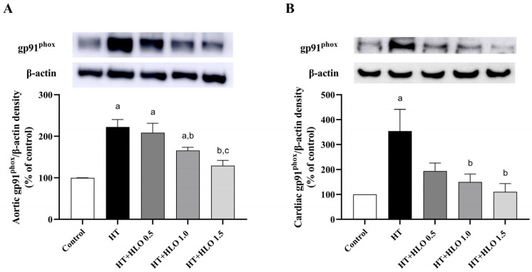 Effect of HLO on gp91phox protein expression in aorta (A) and cardiac tissues (B) in hypertensive rats. Data are presented as mean ± SEM (n = 4–5/group). a p < 0.05 vs. control, b p < 0.05 vs. HT, c p < 0.05 vs. HT + HLO 0.5; Control, normotensive rats; HT, hypertensive rats; HT + HLO 0.5, hypertensive rats receiving 0.5 mL/kg hemp leaf oil; HT + HLO 1.0, hypertensive rats receiving 1 mL/kg hemp leaf oil; HT + HLO 1.5, hypertensive rats receiving 1.5 mL/kg hemp leaf oil.