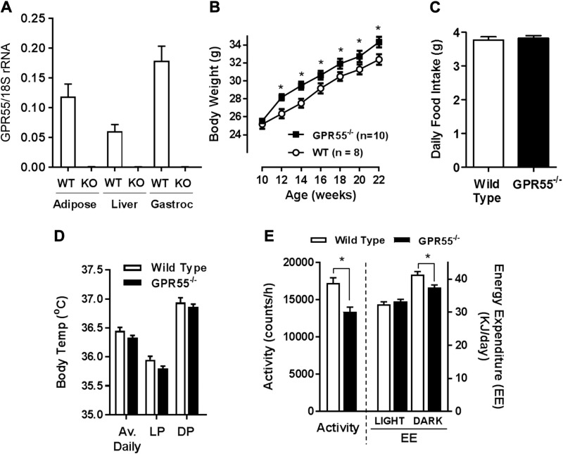 Comparison of food intake and energy expenditure in WT and GPR55-deficient (KO) mice. A) GPR55 mRNA expression quantified relative to that of 18S rRNA in epididymal fat tissue, liver, and gastrocnemius muscle of WT and GPR55 KO mice (n = 4/group). B–E) Body weight (B) and daily food intake (C) for WT and GPR55 KO mice were monitored over a 12-wk period. Body temperature (D), physical activity and energy expenditure (E) for WT and GPR55−/− mice were determined along with average values in the light phase (LP) and dark phase (DP). All values presented are the means ± sem from 12 mice unless indicated otherwise. Asterisks denote statistically significant differences between WT and GPR55−/− mice. *P < 0.05.