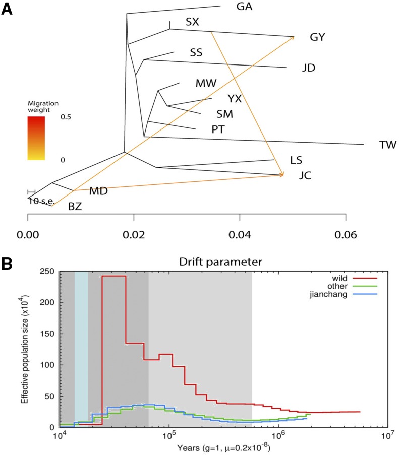 Population evolution analyses of Jianchang duck. (A) Gene flow analysis. (B) Demographic history of duck population analysis. The line represents the estimated population size, the light gray shaded area represents the Pleistocene period, the last ice age (LGP) is in the dark gray shaded, and the last ice age (LGM) is in light blue. Red, green and blue lines inside the graph represent populations of wild, Jianchang and other domestic duck, respectively.