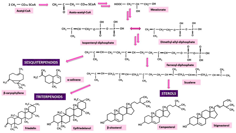 The mevalonate (MV) pathway has three categories of substances as final products: sesquiterpenoids, triterpenoids and sterols.