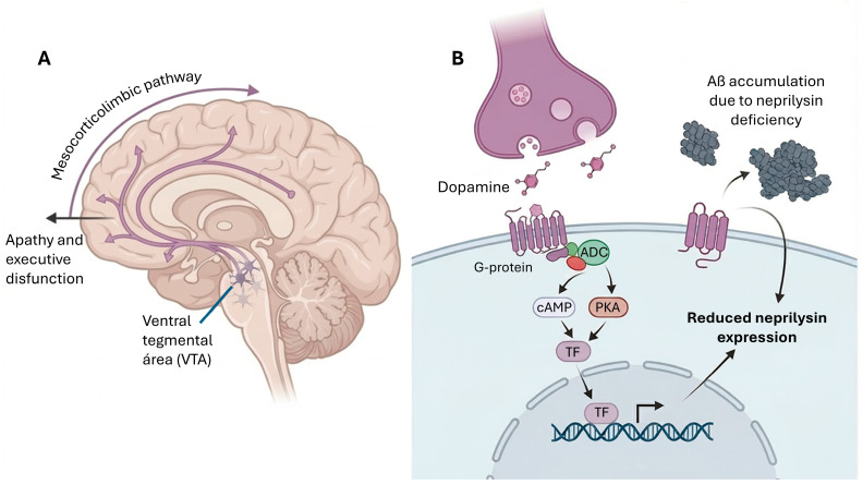 (A) Degeneration and hypofunction of ventral tegmental area (VTA) dopaminergic neurons within the mesocorticolimbic pathway reduce dopaminergic modulation of prefrontal and limbic circuits that support motivation, reward processing, and executive control, thereby contributing to apathy and dysexecutive phenotypes in AD. (B) Dopamine-dependent regulation of amyloid catabolism via neprilysin-dopaminergic signaling increases neprilysin abundance/activity in a brain-region-specific manner, promoting enzymatic degradation and promoting brain region-specific neprilysin-dependent Aβ degradation; dopaminergic failure is therefore positioned as a pathogenic amplifier of Aβ accumulation. This model integrates neurotransmission, proteostasis, and peptide clearance to explain why early monoaminergic degeneration may influence both neuropsychiatric symptoms and core proteinopathies.