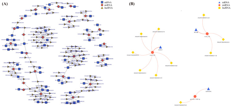 ceRNA regulatory network analysis between mouth skin and skin of Liancheng white ducks. The ceRNA network was constructed using differentially expressed mRNAs, lncRNAs, and miRNAs based on predicted miRNA–mRNA and miRNA–lncRNA regulatory relationships. The network was visualized using Cytoscape software. (A) ceRNA regulatory network constructed from all screened mRNA–miRNA–lncRNA interaction pairs. Different node shapes and colors represent different RNA types: blue nodes represent mRNA, red nodes represent miRNA, and yellow nodes represent lncRNA. Lines indicate predicted regulatory relationships among mRNAs, miRNAs, and lncRNAs. (B) Selected ceRNA relationship pairs associated with enriched pathways related to melanin regulation. Different node shapes and colors represent different RNA types: blue nodes represent mRNA, red nodes represent miRNA, and yellow nodes represent lncRNA.