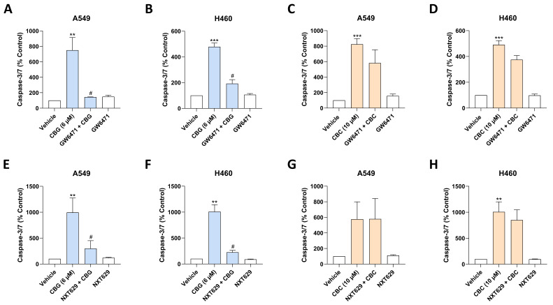 Influence of the PPARα antagonists GW6471 (A–D) and NXT629 (E–H) on caspase-3/7 activity in A549 and H460 cells following treatment with CBG or CBC. Cells were pre-treated with GW6471 (10 µM) or NXT629 (10 µM) or their vehicle for 1 h, followed by a 24 h co-incubation with CBG (6 µM) or CBC (10 µM) or their vehicle. Afterwards, the cells were analyzed using caspase-3/7 activity assays. Percentage values refer to the respective time-matched vehicle control, which was set to 100%. Data represent the mean ± SEM of 4 biological replicates, each performed in technical triplicate. ** p ≤ 0.01, *** p ≤ 0.001 vs. corresponding vehicle control; # p ≤ 0.05 vs. corresponding CBG-treated group; statistical analyses were performed on log-transformed, blank-corrected luminescence data using RM one-way ANOVA with Bonferroni’s post hoc test (pre-specified comparisons).