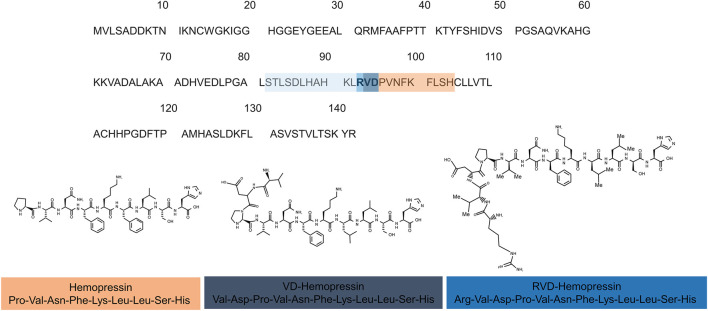 Hemopressin peptides are derived from the cleavage of hemoglobin α-chain. (A) Sequence alignments of the rat α-chain of hemoglobin. The sequence of hemopressin is underlined in the orange box the 2 (VD) and 3 (RVD) additional amino acid of VD-Hemopressin and RVD-Hemopressin respectively are in purple and dark blue. Light blue represents the additional amino acid residues of hemopressin peptide family. The number indicates the position of the amino acids. (B) Chemical structure of the hemopressin peptide (Hemopressin VD-hemopressin and RVD-Hemopressin). The hemopressin has 9-residue amino acid peptide with the amino acid sequence: Pro-Val-Asn-Phe-Lys-Leu-Leu Ser- His-OH while the VD-hemopressin has 11-residues (Val-Asp-Pro-Val-Asn-Phe-Lys-Leu-Leu-Ser-His-OH) and RVD-Hemopressin is an N-terminal extended hemopressin peptides with 12 amino acids sequence: Arg-Val-Asp-Pro-Val-Asn-Phe-Lys-Leu-Leu-Ser-His-OH.