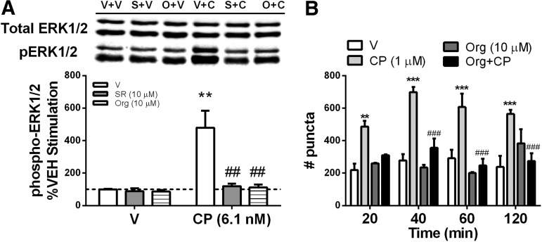 Org27569 and SR141716A blocked CP55,940-induced ERK activation and receptor internalization. (A) HEK293 cells stably transfected with the hCB1 receptor were exposed to the CB1 antagonist/inverse agonist SR141716A (10.0 μM) or the CB1 allosteric modulator Org27569 (10.0 μM) alone or in combination with CP55,940 (6.1 nM) for 5 min. (B) Org27569 prevented CP55,940-induced receptor internalization in HEK293 cells stably transfected with GFP-rat CB1 receptor. Protein was separated by SDS-PAGE and western blots for phospho-ERK normalized to total ERK. GFP-rat CB1 cells were seeded on PDL-coated cover-slips and treated with Org27569/CP55,940 or corresponding vehicle, imaged by a blinded observer, converted to grayscale and analyzed in ImageJ, which counted puncta. Data were analyzed by two-way ANOVA with Bonferroni post hoc tests. Data are the mean±SEM of at least three independent experiments. **p<0.01, ***p<0.001 compared to V+V control; ##p<0.01, ###p<0.001 compared to V+CP. CB1, cannabinoid type-1 receptor; CP, CP55,940; GFP, green fluorescent protein; hCB1, human CB1; ERK, extracellular signal-regulated kinase; PDL, poly-d-lysine; V, vehicle.