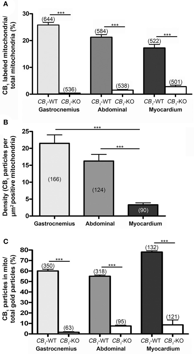 proportion of CB1 immunopositive mitochondria. (A) Values obtained in the gastrocnemius (25.77 ± 1.02%), rectus abdominis (21.29 ± 0.98%) and myocardium (17.24 ± 1.29%) of 3 different mice. These values are very low in CB1-KO muscles (gastrocnemius: 0.37 ± 0.04%; rectus abdominis: 1.45 ± 0.29%; myocardium: 2.79 ± 0.57%). Numbers between parentheses indicate the number of analyzed profiles. Values mean ± S.E.M. Chi-square test. ***P < 0.001 as compared to CB1-WT. (B) Density of CB1 gold particles per area (μm2) of the immunopositive mitochondria in gastrocnemius (21.49 ± 2.51%), rectus abdominis (16.25 ± 1.95%) and myocardium (3.30 ± 0.60%) of CB1-WT. ***P < 0.001. Numbers between parentheses indicate the number of analyzed profiles. Density was negligible in CB1-KO, therefore, it was not taken into account to avoid distorting bias. (C) Proportion of CB1 immunoparticles in mitochondria of the total CB1 labeling in gastrocnemius (60 ± 1.73%), rectus abdominis (55.04 ± 1.15%) and myocardium (78.11 ± 1.16%) drops drastically in CB1-KO muscles.