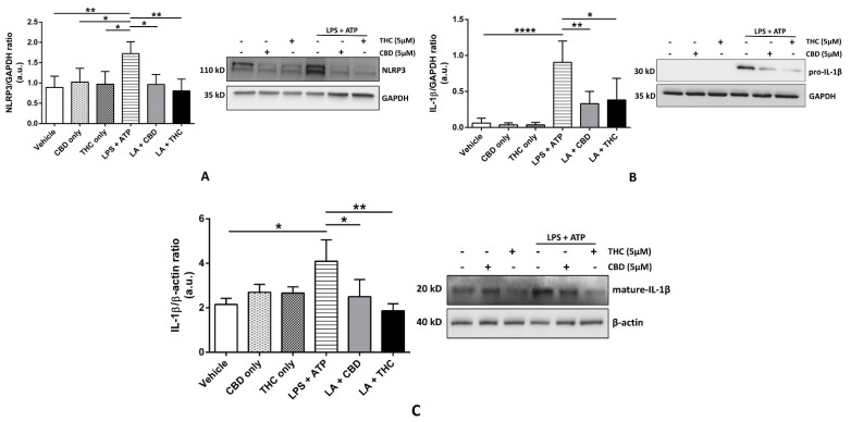 Effect of cannabinoids on the expression of NLRP3 inflammasome proteins in primary human bronchial epithelial cells. (A): CBD and THC decreased the expression of NLRP3 after LPS + ATP stimulation in primary HBEC: Representative Western blots of NLRP3 and GAPDH bands and the quantification of the same using one-way ANOVA with Tukey’s multiple-comparison test. Four independent experiments (n = 4) of primary human bronchial epithelial cell lysates obtained after pre-treatment with CBD or THC for 30 min and LPS stimulation for 8 h followed by ATP for 1 h were analyzed, and data are expressed as means ± SD; * p < 0.05, ** p < 0.01. (Abbreviations: HBECs: Human bronchial epithelial cells; LA: LPS + ATP). (B): CBD and THC decreased the expression of pro-IL-1β after LPS + ATP stimulation in primary HBECs: Representative Western blots of pro-IL-1β and GAPDH bands and the quantification of the same using one-way ANOVA with Tukey’s multiple-comparison test. Four independent experiments (n = 4) of primary human bronchial epithelial cell lysates obtained after pre-treatment with CBD or THC for 30 min and LPS stimulation for 8 h followed by ATP for 1 h were analyzed, and data are expressed as means ± SD; * p < 0.05, ** p < 0.01, **** p < 0.0001. (Abbreviations: HBECs: Human bronchial epithelial cells; LA: LPS + ATP). (C): CBD and THC decreased the expression of mature IL-1β after LPS + ATP stimulation in cell supernatants of primary HBECs: Representative Western blots of mature-IL-1β and β-actin bands and the quantification of the same using one-way ANOVA with Tukey’s multiple-comparison test. Four independent experiments (n = 4) of primary human bronchial epithelial cell supernatants obtained after pre-treatment with CBD or THC for 30 min and LPS stimulation for 8 h followed by ATP for 1 h were analyzed, and data are expressed as means ± SD; * p < 0.05, ** p < 0.01. (Abbreviations: HBECs: Human bronchial epithelial cells; LA: LPS + ATP).