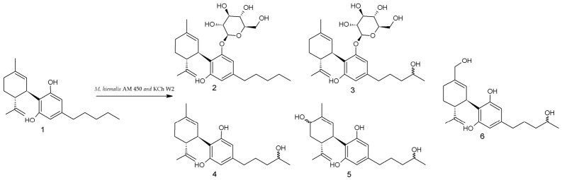 Biotransformation of CBD (1) by M. hiemalis strains AM 450 and KCh W2.