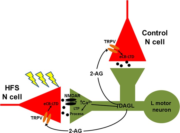 Proposed model of interaction between synaptic modulatory processes. High frequency stimulation (HFS) of an N cell activates postsynaptic NMDARs (in this case in the L motor neuron) that lead to LTP, but only in the activated synapse (i.e. a homosynaptic effect). This LTP is Ca2+-dependent, consistent with previous studies of NMDAR-mediated LTP in other Hirudo mechanosensory synapses14,30,31. This same increase in Ca2+ is thought to inhibit DAG lipase (DAGL) –mediated 2-AG synthesis, which can also be initiated by synaptic activity36,44. It is not clear if this inhibition of DAGL is due to a direct effect of Ca2+ or through Ca2+-dependent activation of an intermediary, e.g. a protein kinase. If NMDAR activity is blocked, then 2-AG synthesis is permitted, which in turn elicits eCB-LTD in both the stimulated and control N cell inputs (i.e. a homo- and heterosynaptic effect).