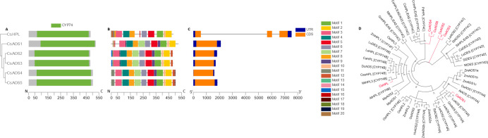 Phylogenetic, genetic, motif, and domain analysis of the C. sativa CYP74 gene family.(A) Cladogram of peptide sequences and conserved domains. (B) Distribution of conserved peptide sequence motifs. Colors are described in legend; x-axis represents length of peptides in amino acids. (C) Diagram of genetic structure. Blue bars, orange bars, and gray lines represent untranslated regions, exons, and introns, respectively; x-axis represents length of gene in nucleotides. (D) Polar cladogram depicting evolutionary relationship with gene families of selected species. Node labels show confidence values from 1000 bootstrap replications.