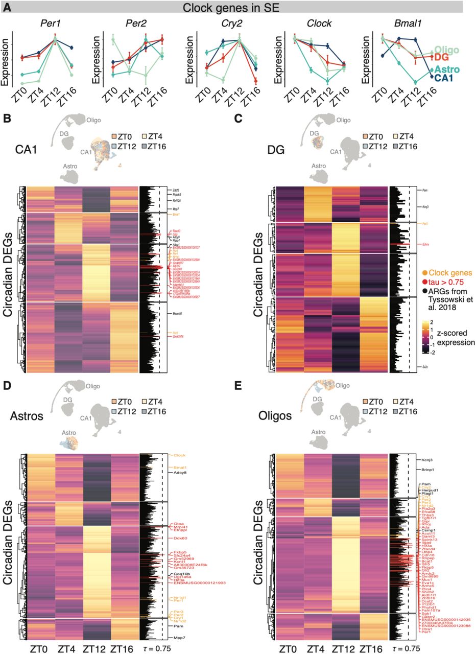 Circadian-dependent gene expression among major hippocampal cell types.(A) Pseudobulk expression of canonical clock genes across the circadian period in SE. Error bars represent s.e.m.(B-E) Above: UMAP embeddings of nuclei in circadian-DEG space, colored by ZT of collection (Methods). Below: Pseudobulk expression for circadian DEGs across the diurnal cycle. Clock genes (yellow), high-tau genes (red), and ARGs (black) are highlighted.