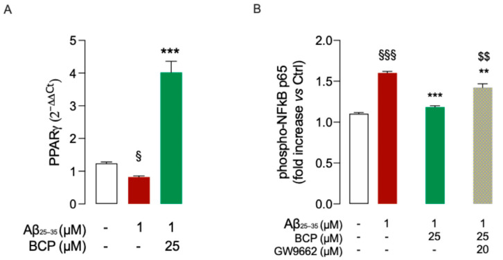 BCP counteracts Aβ-induced downregulation of PPARγ. Pretreatment with 25 μM BCP significantly counteracted the Aβ-induced the down-expression of PPARγ in HMC3 cells (A). In the presence of the selective PPARγ antagonist GW9662 (20 μM), the effect of BCP on reducing p65 phosphorylation in Aβ25-35-treated HMC3 cells (1 μM, 48 h) was partially abolished (B). Data represent means ± S.E.M. from three independent experiments (n = 3), performed in duplicate. Statistical analysis was performed using ordinary one-way ANOVA followed by Tukey’s multiple comparison test. § p < 0.05, §§§ p < 0.005 compared to control cells; ** p < 0.01 and *** p < 0.005 compared to Aβ-treated cells; $$ p < 0.01 compared to 25 µM BCP pretreated cells.