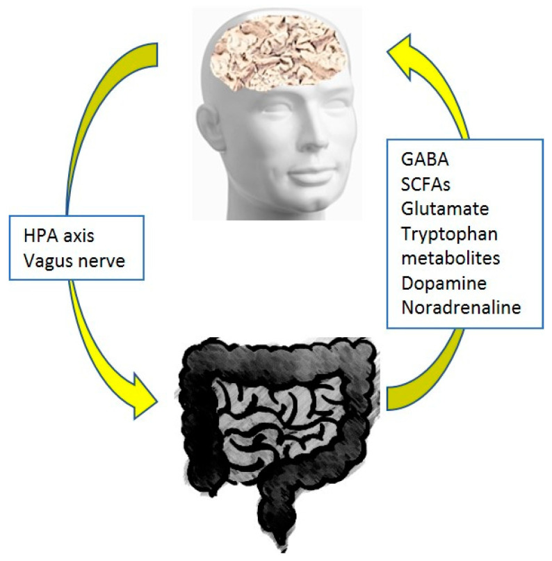 The microbiome–gut–brain axis.