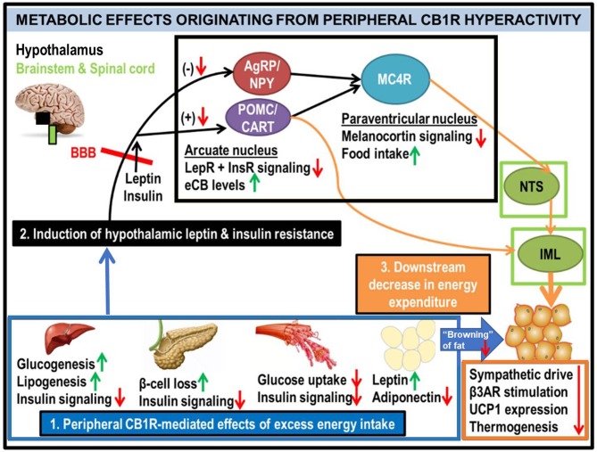 Generalized schematic of how peripheral eCB/CB1R dysfunction leads to the metabolic consequences associated with obesity and T2D. All green or red arrows indicate the observed effects of increased peripheral CB1R signaling: green corresponds to a phenotype stimulated by peripheral CB1Rs, whereas red means that the effect is inhibited. Excessive intake of energy (especially in the form of palatable high-calorie foods spawned by recent agricultural and industrial advances) fuels dysfunctional overactivity of peripheral organ eCB/CB1R signaling cascades (1). This phenomenon is consistently observed in a wide range of vertebrate model species, from zebrafish to rodents, and is recapitulated in clinical studies of human subjects. The sum of deleterious metabolic consequences induced by CB1R hyperactivity within individual organs manifests as systemic resistance to the actions of both leptin and insulin (2), which, respectively, are typical features of obesity and T2D. Although circulating concentrations of these hormones are often increased in patients with metabolic disorders, the resistance in both peripheral organs and the central nervous system impairs the downstream signaling cascades normally produced by these hormones' receptors (LepR and InsR). Upon crossing the blood-brain barrier (BBB), the synergistic actions of intact leptin and insulin signaling promote activation of the pro-opiomelanocortin/cocaine- and amphetamine-related transcript (POMC/CART) neurons within the hypothamalic arcuate nucleus (49). This population of neurons exists in a “tug-of-war” with the agouti-related peptide/neuropeptide Y (AgRP/NPY) neurons, as activation of one population inhibits the other. When leptin and/or insulin signaling is impaired, the activation of POMC/CART neurons is also suppressed, leading to a reduction in downstream melanocortin-4 receptor (MC4R) as well as elevation of intra-hypothalamic eCBs. Collectively, these alterations would lead to increased food intake, as MC4R activation within the paraventricular hypothalamus (PVH) promotes satiety upon arcuate LepR activation. In tandem, the reduced MC4R signaling output would hinder its transmissions to the sympathetic nervous system. Among the key affected regions are the brainstem's nucleus tract solitarius (NTS), involved in the promotion of satiety (50), as well as the spinal cord's intermediolateral column (IML), involved in energy expenditure via brown adipose tissue (BAT) thermogenesis (51–53). A convergent projection from the POMC neurons to the IML also regulates BAT activity. Together, this evidence supports the conclusion that insulin and leptin resistance resulting from peripheral CB1R dysfunction, can interfere with central pathways of energy balance (3).