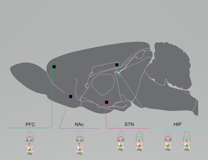 Rodent models of major depressive disorder exhibit region- and frequency-specific neural circuit disruptions. Graphical summary of preclinical investigations demonstrating neural circuit disruptions induced by cannabinoid exposure in rodents used to model major depressive disorder. Rodents modeling major depressive disorder exhibit reduced baseline PFC, NAc, and STN spectral power in the lower frequency bands and enhanced baseline STN and HIP spectral power in the higher frequency bands. FSL, Flinders Sensitive Line rat model of major depressive disorder; HIP, hippocampus; NAc, nucleus accumbens; PFC, prefrontal cortex/prelimbic cortex; STN, subthalamic nucleus. Green: Increase; Red: Decrease.