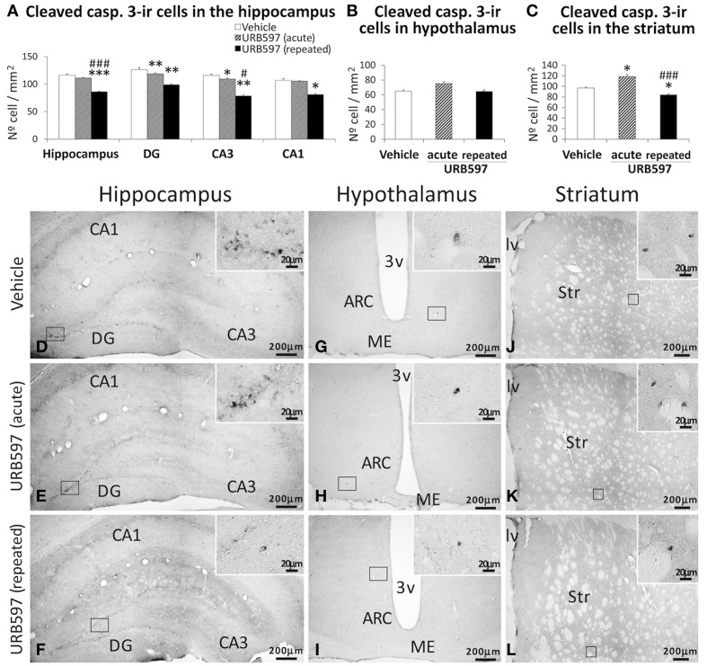 Effects of acute and repeated treatment of URB595 (0.3 mg/kg) on apoptosis in the SGZ, hypothalamus and SVZ by cleaved caspase-3 immunohistochemistry. (A–C) The number of positive cells are significantly lower in the hippocampus and striatum of repeated URB597-treated rats, and significantly higher in the striatum of acute URB597-treated rats. (D–L) Representative microphotographs showing low and high (insets) magnification views of cells expressing cleaved caspase-3. The histograms represents the mean ± s.e.m. per area (mm2) (n = 6–8) of the number of cleaved casp. 3+ cells per experimental group. ANOVA and Bonferroni's test: *P < 0.05, **P < 0.01, ***P < 0.001 vs. vehicle group, #P < 0.05, ###P < 0.001 vs. acute URB597 group. Scale bars are included in each image.