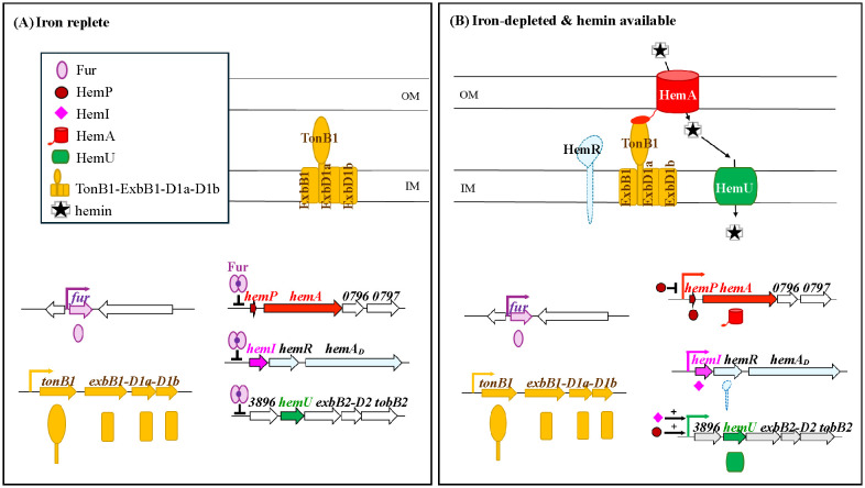 Diagram depicting hemin uptake in iron-replete and iron-depleted conditions. (A) Iron replete: proteins Fur, HemP, HemI, HemA, HemU, and TonB1-ExbB1-D1a-D1b are shown with pathways. (B) Iron-depleted and hemin available: HemA and HemU interact with hemin, involving HemR. Genes depicted include fur, hemP, hemA, hemI, hemR, and hemU with transcriptional arrows and interactions. The cell layers are labeled OM (outer membrane) and IM (inner membrane).