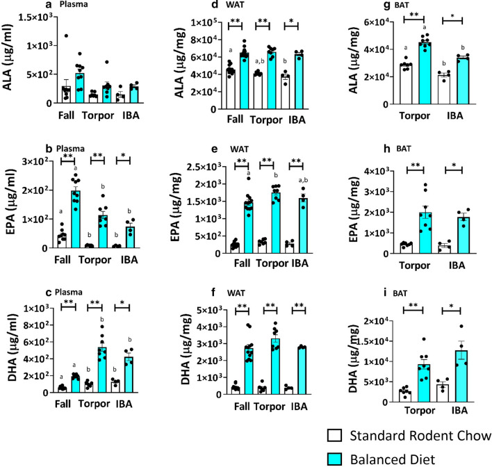 Feeding Balanced Diet leads to high omega 3 PUFAs in plasma and adipose tissue. (a) Plasma DHA and EPA are increased in Balanced Diet (BD) at all time points compared to Standard Rodent Chow (SRC) (*p < 0.05, **p < 0.001, t-test, FDR corrected, fall n = 9, torpor n = 7–8, IBA n = 4). Seasonal comparisons within the same diet found DHA was highest in torpor and IBA (post hoc Tukey, letters (a or b) within a given diet signify differences between phenotypic states within that diet). (b) WAT ALA, EPA and DHA are significantly increased in BD AGS compared to SRC AGS in all time points (*p < 0.05, **p < 0.001, t-test, FDR corrected, fall n = 11–12, torpor = 7–8, IBA = 4). (c) BAT ALA, EPA and DHA are significantly higher in BD AGS compared to SRC AGS in torpor and IBA (*p < 0.05, **p < 0.001, t-test, FDR corrected, torpor = 7–8, IBA = 4). Comparisons between torpor and IBA within the same diet found ALA decreased in IBA compared to torpor (t-test, FDR corrected, letters (a or b) within a given diet signify differences between phenotypic states within that diet). Fall BAT was not sampled. Data shown are mean ± SEM. Black dots are individual data points.