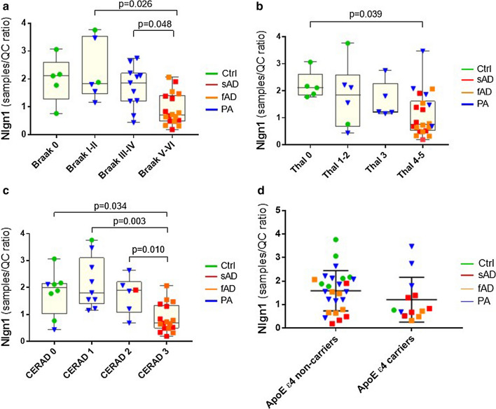 Nlgn1 level changes in relation to pathological classification. a Nlgn1 levels (as presented in Fig. 2) categorized by Braak stages (Braak 0, NFTs score 0, Braak I-II, transentorhinal; Braak III-IV, limbic; Braak V-VI, isocortical) b Nlgn1 levels classified based on Thal phases (Thal 0 = no amyloid; Thal 1–2 = isocortical; Thal 3 = basal ganglia; Thal 4 = forebrain and midbrain; Thal 5 = medulla oblongata and cerebellum). c Nlgn1 levels categorized by CERAD, neuritic plaques score (0 = none, 1 = sparse, 2 = moderate, 3 = frequent). d Nlgn1 levels categorized by ApoE allele ε4 carriers. In the box plots, median and interquartile range are represented by the box; whiskers represent the minimum and maximum values. In graph d, horizontal lines in the scatterplot represent median and interquartile range. Significance: p ≤ 0.05