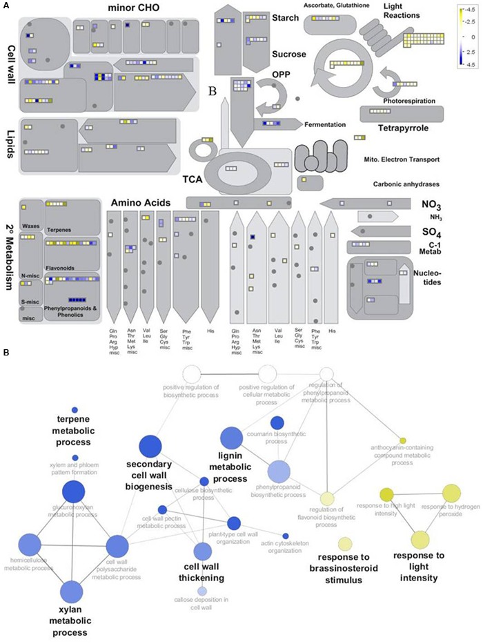 Overview of the differentially expressed genes between H6 and H20. (A) Top: Metabolism overview provided by MapMan functional annotation. Genes up-regulated in H6 and H20 are represented by yellow and blue squares, respectively. (B) Bottom: GOE performed with the subset of genes showing -2 > log2FC (H20/H6) > 2 in Cytoscape using ClueGO and CluePedia. Biological processes with genes overrepresented in H6 and H20 are shown in yellow and blue, respectively.