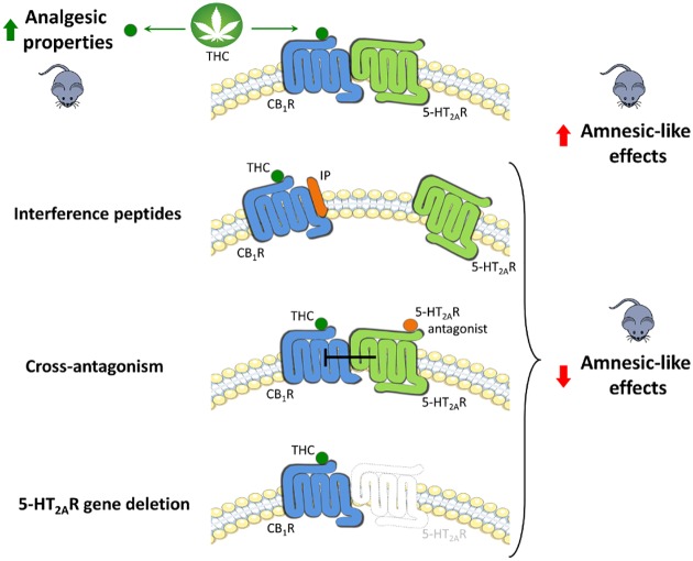 Can THC’s unwanted effects be selectively avoided?THC acts on CB1R to produce both detrimental and beneficial effects. We found that its undesirable amnesic properties are mediated through CB1-5-HT2A heterodimers since disruption of this heterocomplex by interference peptides, pharmacological antagonism, or genetic deletion of 5-HT2AR leads to the specific blockade of memory deficits. Image credit: Xavier Viñals and Estefanía Moreno.