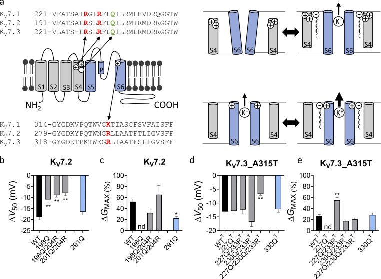 Positively charged residues in S4 and S6 are important for ARA-S activation of hKV7.2 and hKV7.3. (a) Schematic side view of one hKV7 subunit. Transmembrane segments S1–S4, forming the voltage sensor domain, are in gray, and transmembrane segments S5 and S6, forming the pore domain, are in blue. P denotes the pore helix. Amino acid sequences for hKV7.1, hKV7.2, and hKV7.3 are shown above (S4) and below (S6) the channel. Residues mutated to study the ARA-S mechanism of action are indicated in the schematic channel model and sequences. These residues were selected based on previous work identifying residues important for polyunsaturated fatty acid effects on hKV7.1 (Liin et al., 2018). A similar mechanism of action was hypothesized for ARA-S. Top right: the negative charge of the ARA-S head interacts with the first and/or second top arginines of S4 (often called “R1” and “R2,” indicated in red in the S4 sequence) to facilitate the outward movement of S4. S4 movement triggers channel opening. Lower right: In addition, the negative charge of the ARA-S head interacts with the lysine/arginine in the top of S6 (indicated in red in the S6 sequence) to stabilize the selectivity filter in the pore, which increases the overall K+ conductance. Note that hKV7 channels have a glutamine in the natural spot for the third S4 arginine (“Q3,” indicated in green in the S4 sequence). For certain constructs, an arginine was introduced in the Q3 position to restore voltage sensitivity or shift the voltage sensitivity to more WT-like voltages. (b and c) Mean ΔV50 (b) and ΔGMAX (c) induced by 10 µM ARA-S on hKV7.2 with indicated amino acid substitutions. Data shown as mean ± SEM; n = 6–10. Statistics denote one-way ANOVA with Dunnett’s multiple comparison test with WT set as control. The Q204R mutation was introduced to retain voltage sensitivity (see main text for details). nd denotes not determined, as GMAX could not be reliably determined for the R198Q mutant. (d and e) Same as in b and c, but for hKV7.3_A315T with indicated amino acid substitutions (T denotes the substitution of A315T in the constructs). n = 4–9. Statistics denote one-way ANOVA with Dunnett’s multiple comparison test with WTT set as control. The Q233R mutation was introduced to retain voltage sensitivity (see main text for details). nd denotes not determined, as GMAX could not be reliably determined for the R227Q mutant. * indicates P < 0.05; ** indicates P < 0.001.