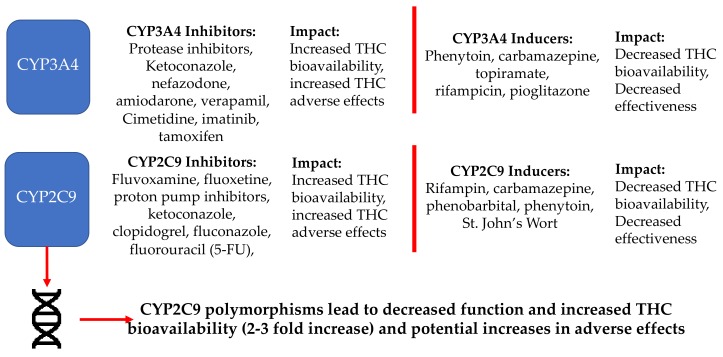 Potential pharmacokinetic drug–drug interactions involving key metabolism enzymes that convert THC to its metabolites for excretion.