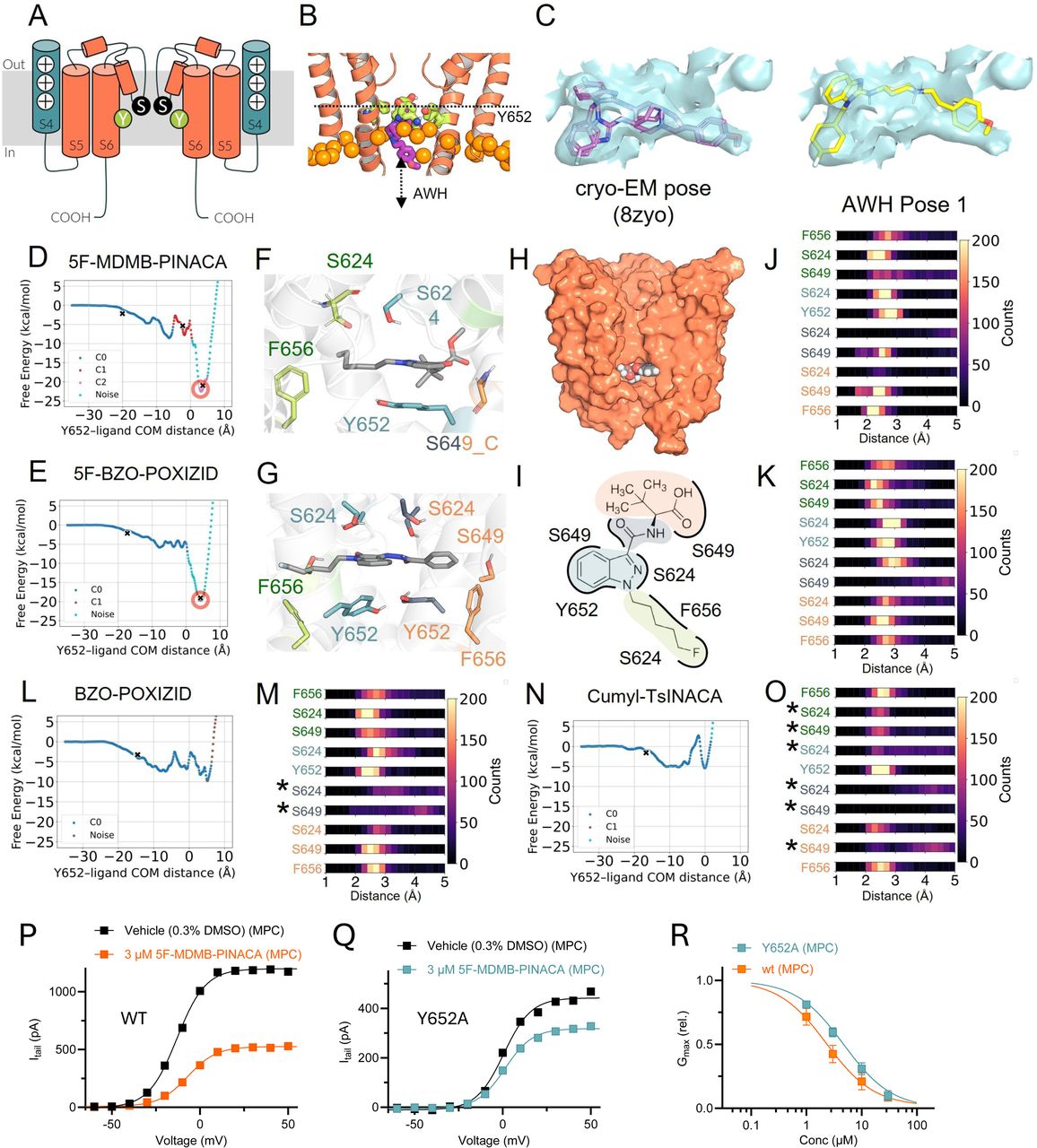 Accelerated weighted histogram simulations provide insight into SCRA binding poses.(A) Simplified schematic illustration of hERG (side view) indicating the central ion conducting pathway delineated by the selectivity filter, S624 (denoted S), and Y652 (denoted Y) in the central cavity. Pore domain regions are in orange and the voltage-sensor S4 in blue. (B) Structural representation of the path for astemizole (purple) to sample along the z-axis of hERG (orange) with respect to Y652 (green). (C) Electron density map obtained from EMD-60574 (cyan) overlayed on the cryo-EM structure of astemizole (purple), comparing to the pose obtained from the minima by AWH (yellow). (D) Free energy landscape of the hERG inhibitor 5F-MDMB-PINACA sampling along the z-axis with respect to Y652, starting from the docking pose (see methods for details). Red circle and a cross mark the minima of the landscape. Different colours indicate different cluster extracted from DBSCAN with the epsilon = 0.2 with at least 10 frames in the cluster. (E) Same as in D but for 5F-BZO-POXIZID. (F-G) Snapshots of 5F-MDMB-PINACA (F) and 5F-BZO-POXIZID (G) from the cluster centre of the free energy minima. The C-atoms of the SCRA are coloured grey. Residues interacting with the SCRAs are coloured according to which building block they interact with, with the head group in orange, the linker in black, the core in blue and the tail in green (same colour coding as in Figure 2). (H) A zoom out picture of SCRA binding site on the pore domain of hERG (shown as orange surface). 5F-MDMB-PINACA is shown as a black sphere with CPK colouring for the elements. (I) Schematic representation of SCRAs in the binding pocket (here illustrated for 5F-MDMB-PINACA), forming interactions with residues on hERG subunits. (J-K) Distribution of minimum distance analysis from 1000 structures at the minima performed between each residue in four hERG subunits and the four building blocks of the SCRAs for 5F-MDMB-PINACA (J) and 5F-BZO-POXIZID (K). Residue labels on the left side are colour-coded according to the building block they contact (same colours as in panels F and G). The number of contact each interaction is shown on the colour bar to the right side. The bin size of the histogram is 20. (L-M) Same as in panels D and J but for the non-inhibitor BZO-POXIZID. (N-O) Same as in panels D and J but for the non-inhibitor Cumyl-TsINACA. The asterisks mark residues with no contact. (P-Q) Representative effect of 3 µM 5F-MDMB-PINACA on hERG wild type (WT) (P, stable cell line) or hERG Y652A (Q, transient cell line) collected using MPC. (R) Concentration-response relationship for the Gmax (rel) effect of 5F-MDMB-PINACA on hERG WT (orange) and Y652A (teal), collected using MPC. Best fits for Gmax (rel) yielded IC50 values of 2.3 µM (n = 5–13) for WT and 4.7 µM (n = 8–9) for Y652A. The IC50 values were significantly different (p < 0.05) using Extra sum-of-squares F-test. For both WT and Y652A, efficacy approached full inhibition.